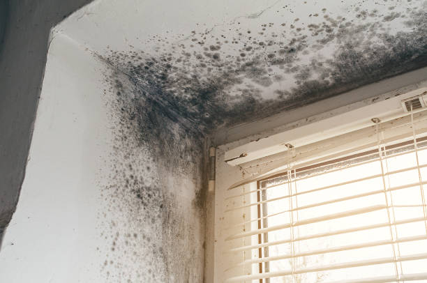 Affordable Basement Mold Removal solutions in Vine Grove, KY